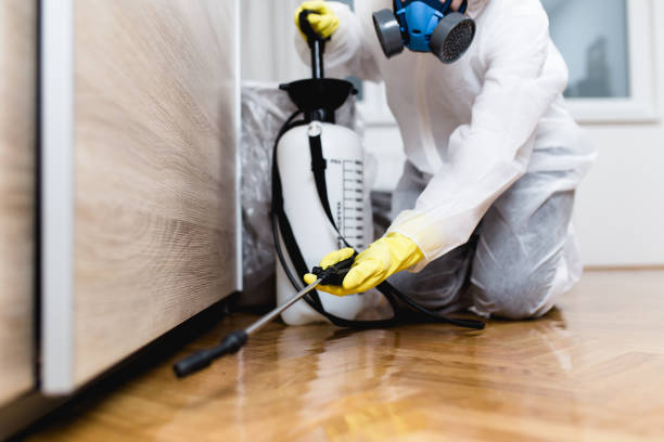Best Termite Control Services  in Anza, CA