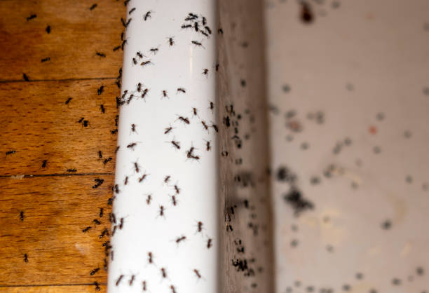 Best Pest Control Near Me in Anza, CA