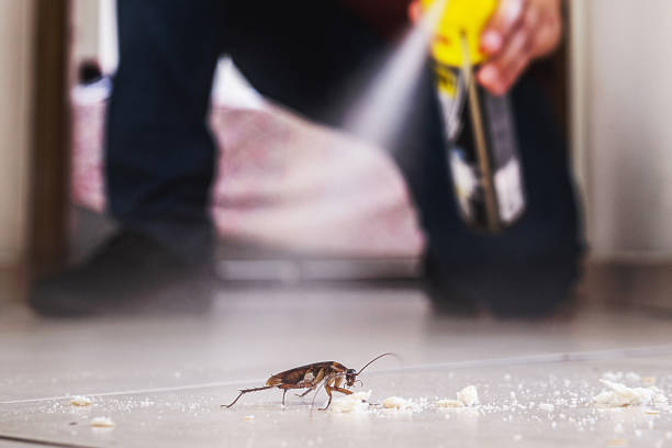 Best Spider Control Near Me  in Anza, CA