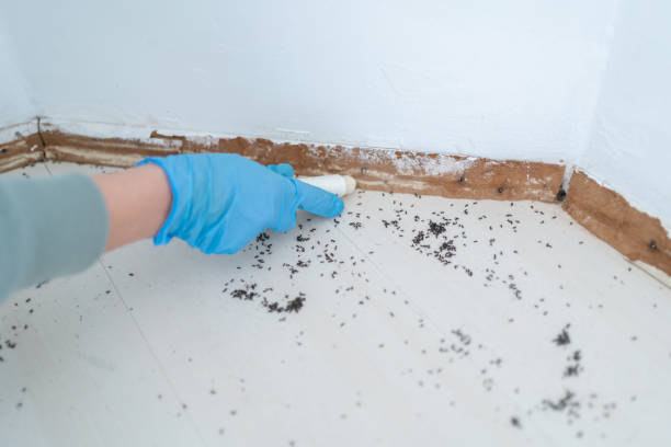 Flea Control Services in Anza, CA